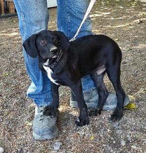 Conway, Labrador Retriever, young, available for adoption