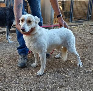 Natasha, Husky, young, available for adoption