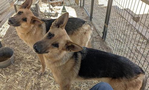 Diamond & Silk, German Shepherd Dog, young, available for adoption