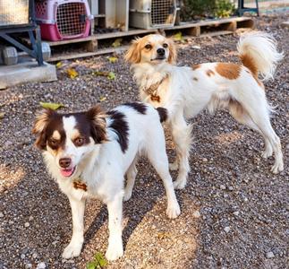 Mocha & Latte, Chihuahua / Terrier, young, available for adoption