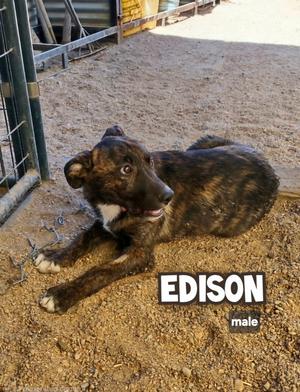 Edison, Catahoula Leopard Dog / Shepherd, puppy, available for adoption