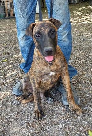 Kaizer, Belgian Shepherd Malinois, young, available for adoption