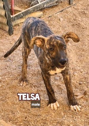 Tesla, Catahoula Leopard Dog / Shepherd, puppy, available for adoption