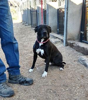 Konan, American Staffordshire Terrier, young, available for adoption