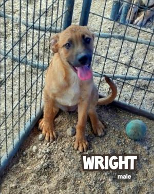 Wright, Catahoula Leopard Dog / Shepherd, puppy, available for adoption
