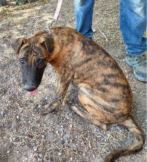 Fargo, Belgian Shepherd Malinois, young, available for adoption