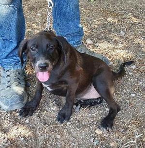 Salem, Labrador Retriever, young, available for adoption