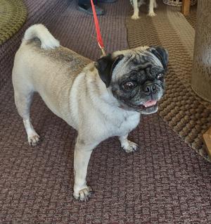 A pug dog standing on a carpeted floor, wearing a red leash.