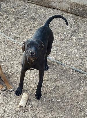 A black pit bull puppy stands on a dirt ground looking at the camera. A bone is on the ground in front of the puppy.