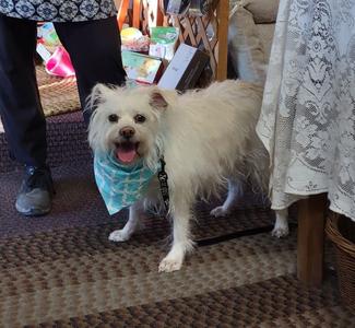 Charlie, Terrier, senior, available for adoption