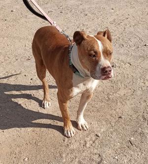 A brown and white dog on a leash standing on a dirt surface