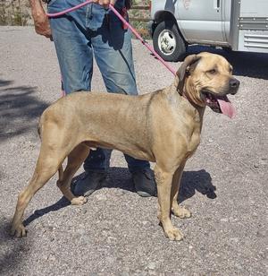 A tan dog on a leash standing on a paved surface with a person holding the leash and a vehicle in the background.