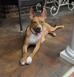 Maya, Mixed Breed / Terrier, young, available for adoption