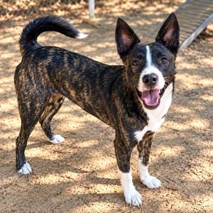 Rex, Mixed Breed / Collie, young, available for adoption