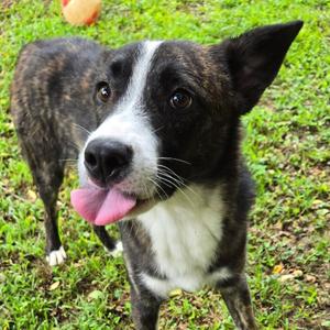 Rex, Mixed Breed / Collie, young, available for adoption