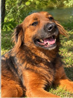 Rojo, Mixed Breed / Shepherd, adult, available for adoption