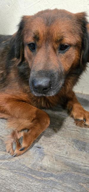 Rojo, Mixed Breed / Shepherd, adult, available for adoption
