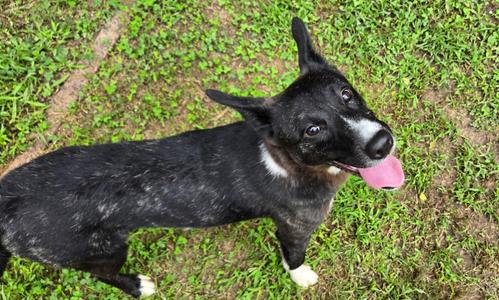 Eve, Mixed Breed / Collie, young, available for adoption