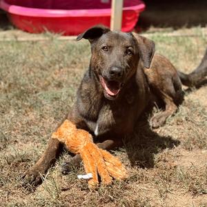 Claus, Mixed Breed / Shepherd, adult, available for adoption
