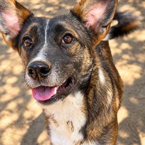 Alana, Mixed Breed / Collie, young, available for adoption