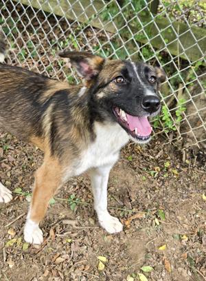 Alana, Mixed Breed / Collie, young, available for adoption