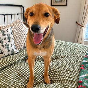 Daario, Mixed Breed / Labrador Retriever, senior, available for adoption