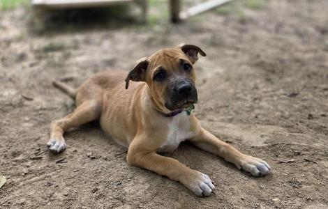 Bud, Mixed Breed, puppy, available for adoption