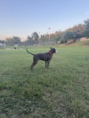 A black dog with a red collar stands on a grassy field, looking to the right. The background features trees, a fence, and a clear sky.