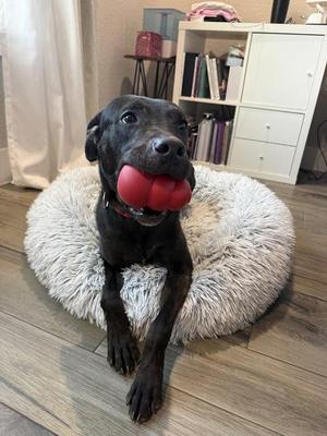Azuki, Mixed Breed / Labrador Retriever, adult, available for adoption