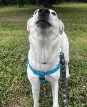 Baby Girl, Labrador Retriever / Siberian Husky, adult, available for adoption