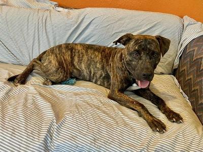Babushka, Mixed Breed / Pit Bull Terrier, young, available for adoption