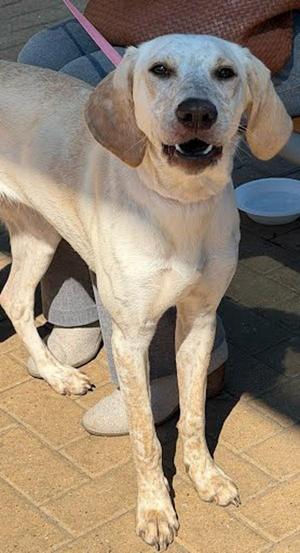 Alma, Labrador Retriever / Carolina Dog, young, available for adoption