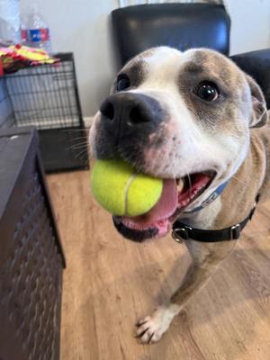 Ash, Mixed Breed / Pit Bull Terrier, adult, available for adoption