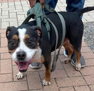 Agent Jones, Boxer, adult, available for adoption