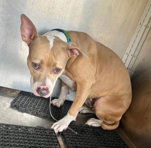 Aileen, Pit Bull Terrier, adult, available for adoption