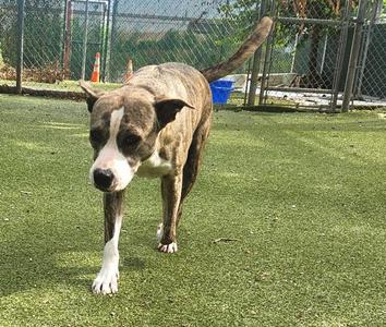 A brindle and white dog walking on artificial grass in an outdoor enclosure.