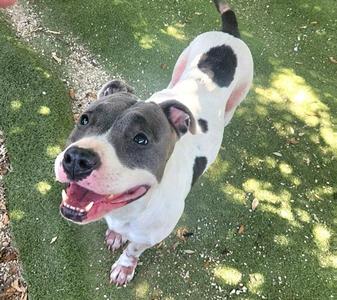 A happy dog with a white and black spotted coat, standing on grass and looking up with its mouth open.