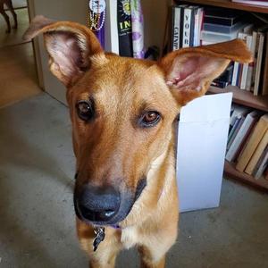 Alfred, German Shepherd Dog / Collie, adult, available for adoption