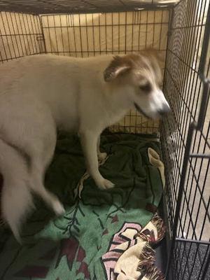 *bonnie, Great Pyrenees / Labrador Retriever, adult, available for adoption