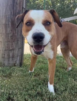 A brown and white dog with a happy expression standing on grass.