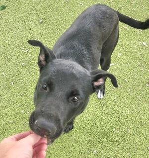 A black dog with floppy ears is looking up at a person's hand, which is holding a treat. The dog is standing on green artificial turf.