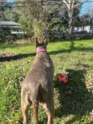 Angel, Pit Bull Terrier, senior, available for adoption