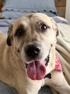 Amor, Mixed Breed / Anatolian Shepherd, adult, available for adoption