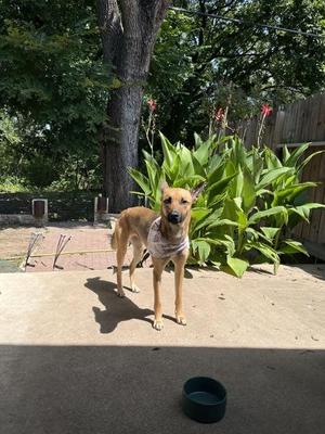 Akira, Mixed Breed / German Shepherd Dog, young, available for adoption