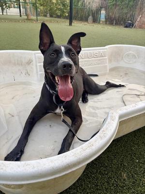 Anderson, Australian Cattle Dog / Blue Heeler / Pit Bull Terrier, adult, available for adoption