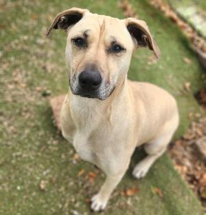 A light brown dog with dark brown ears and snout sits on a grassy area.