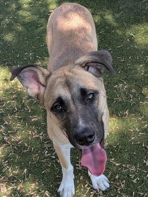 A brown and white dog with floppy ears and a pink tongue sticking out, standing on grass.