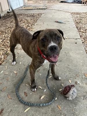 Athena, Mixed Breed / Pit Bull Terrier, adult, available for adoption