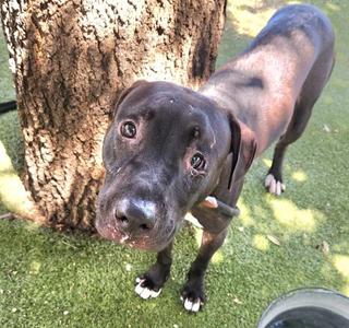 A black dog with white paws standing on grass next to a tree