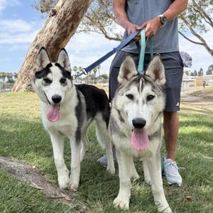 ARROW *, Siberian Husky, puppy, available for adoption